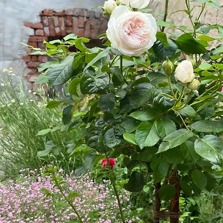 Apartman Altstadt In Mit Balkon Und Kunstgarten *