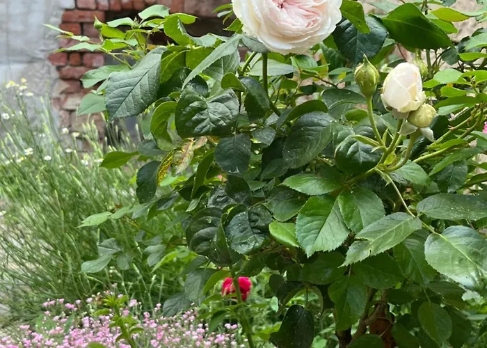 Апартаменты Altstadt In Mit Balkon Und Kunstgarten *